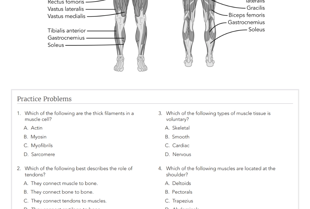 Anatomy - Study Guide
